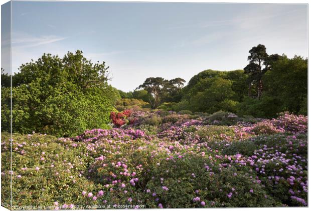 Rhododendron trees in flower, viewed from above. Norfolk, UK. Canvas Print by Liam Grant