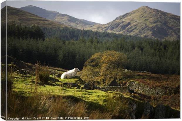 Hafodgwenllian/Lledr Valley/Snowdonia/North Wales Canvas Print by Liam Grant