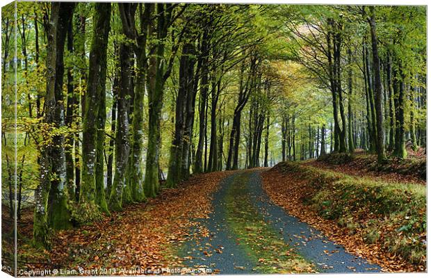 Ganllwyd/North Wales Canvas Print by Liam Grant