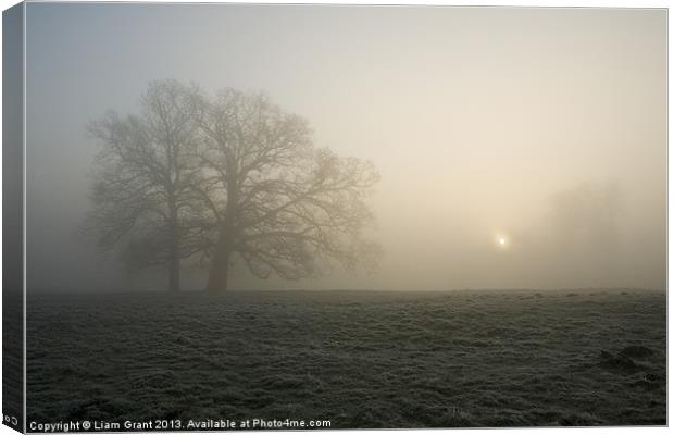 Tree in fog at sunrise, Hilborough, Norfolk Canvas Print by Liam Grant