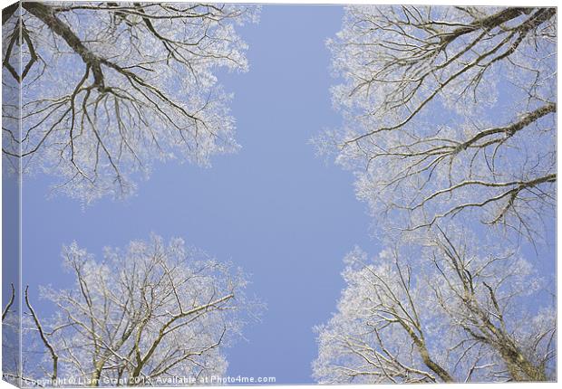 Frozen tree tops. Norfolk, UK. Canvas Print by Liam Grant