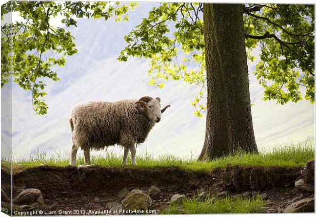 Herdwick Sheep, Lake District, Cumbria, UK in Summ Canvas Print by Liam Grant