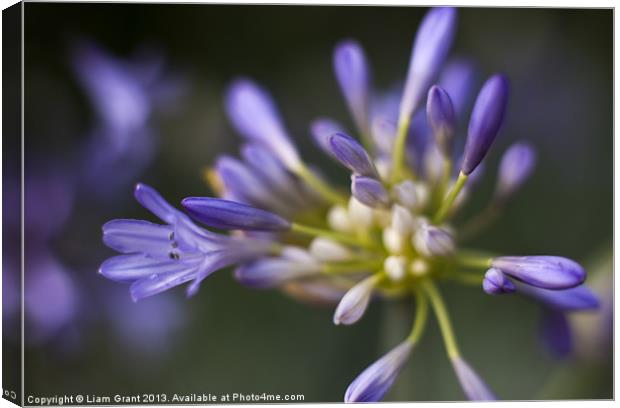 African Blue Lily (Agapanthus) growing in a garden Canvas Print by Liam Grant