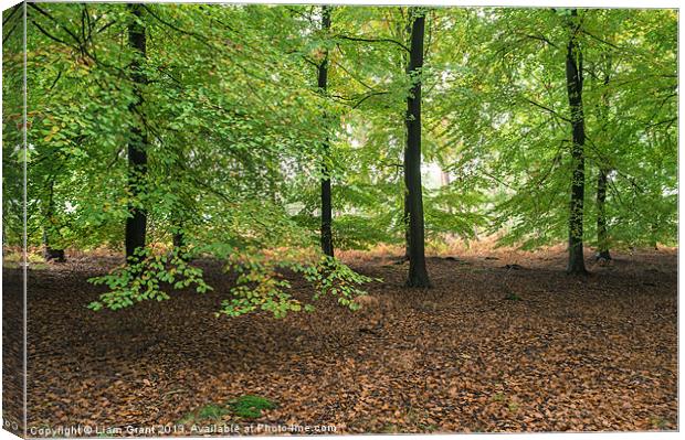 Beech trees (Fagus sylvatica), Norfolk, UK in Autu Canvas Print by Liam Grant