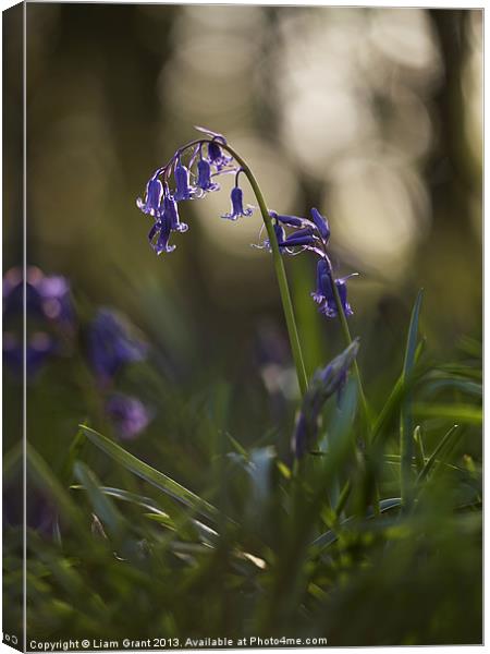 Bluebells, South Weald, Essex, UK Canvas Print by Liam Grant
