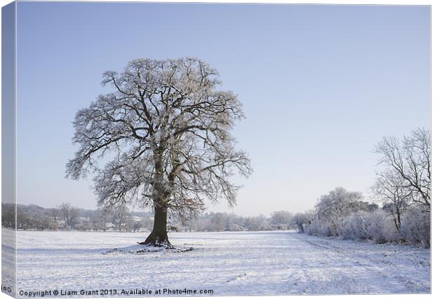Snowy Oak Tree. Hilborough, Norfolk, UK. Canvas Print by Liam Grant