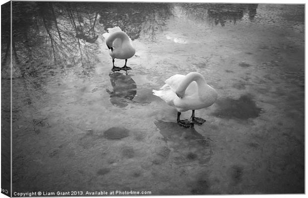 Swans standing on the frozen water. Lynford Lakes  Canvas Print by Liam Grant