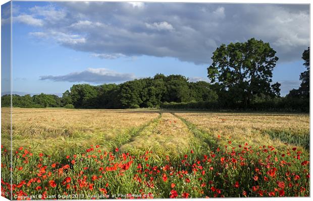 Barley and poppies. Narford, Norfolk, UK in Summer Canvas Print by Liam Grant