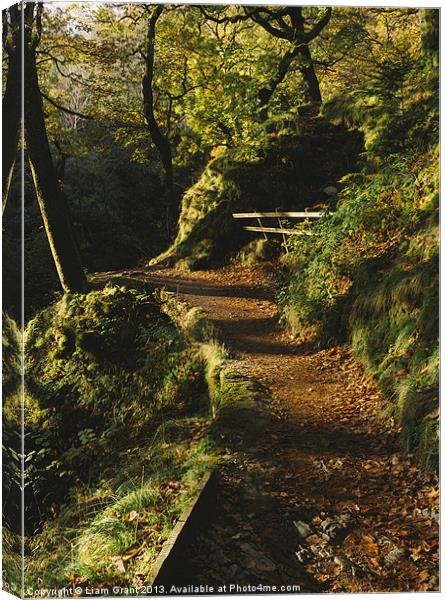 Footpaths through Autumnal woodland at Aira Force. Canvas Print by Liam Grant