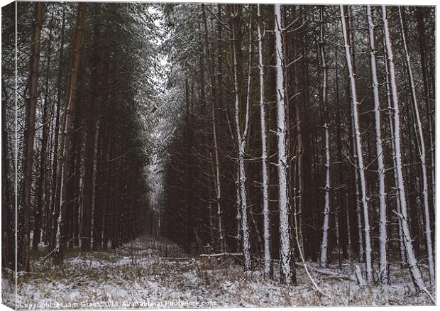 Pine trees in snow. Santon Downham, Norfolk, UK. Canvas Print by Liam Grant
