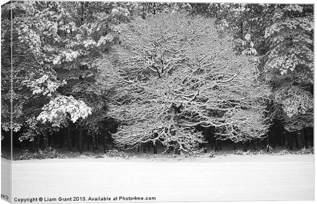 Snow covered Oak tree. Thetford Forest, Norfolk, U Canvas Print by Liam Grant