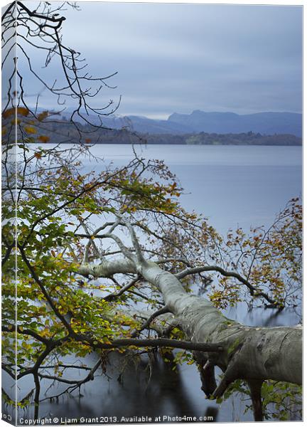 Fallen Beech tree on Lake Windermere with Langdale Canvas Print by Liam Grant