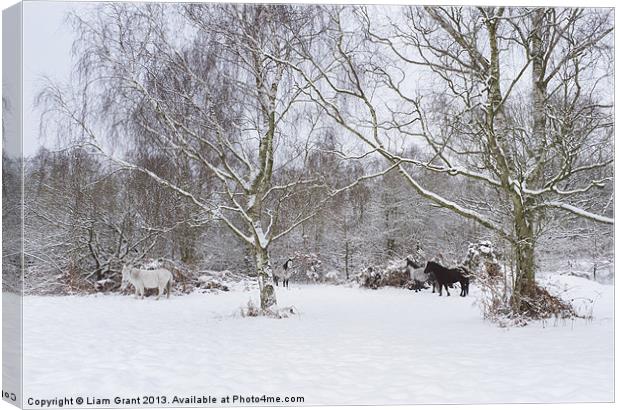 Wild ponies in snow. Litcham Common, Norfolk, UK. Canvas Print by Liam Grant