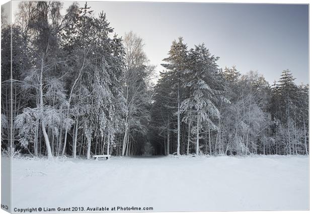 Snow, Thetford Forest, Norfolk, United Kingdom, Wi Canvas Print by Liam Grant