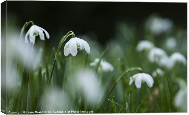 Snowdrops (Galanthus Nivalis) covered in dew dropl Canvas Print by Liam Grant
