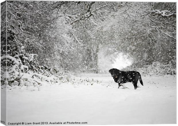 Black labrador in Snow, Thetford Forest, Norfolk,  Canvas Print by Liam Grant