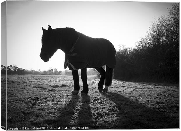 Horse along Peddars Way, Norfolk, UK in Winter. Canvas Print by Liam Grant