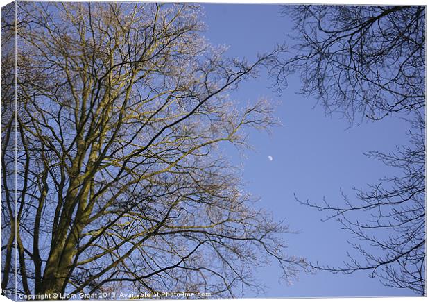 Moon in blue evening sky between Beech trees (Fagu Canvas Print by Liam Grant
