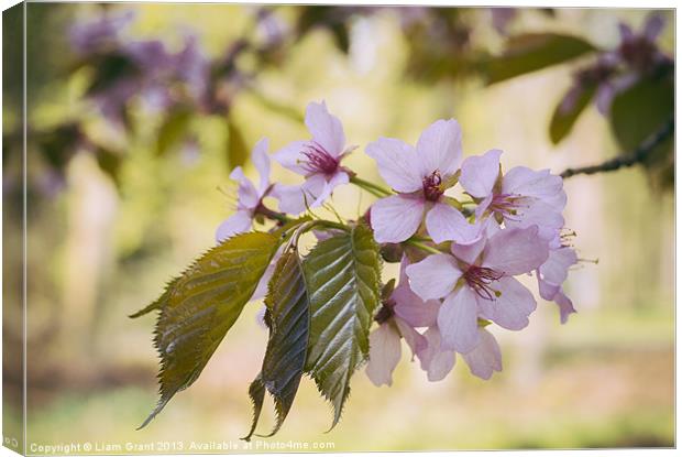 New Spring Sargents Cherry tree leaves and blossom Canvas Print by Liam Grant