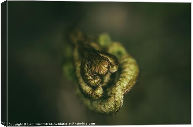 Detail of a young newly formed Fern frond. Norfolk Canvas Print by Liam Grant
