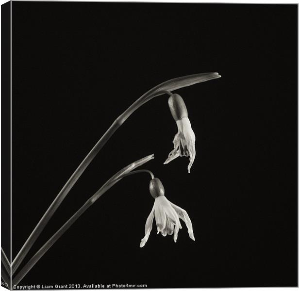 Project Decay. Snowdrop (Galanthus nivalis) Canvas Print by Liam Grant