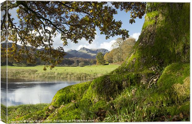 Oak tree, River Brathay and Langdale Pikes. Near E Canvas Print by Liam Grant