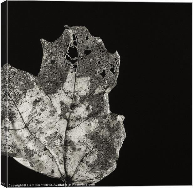 Project Decay. Leaf skeleton. Canvas Print by Liam Grant