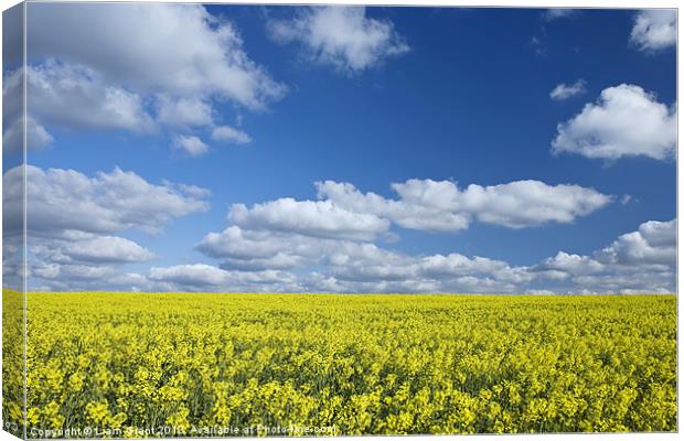 Rapeseed Field, Roxwell, Chelmsford, Essex, UK Canvas Print by Liam Grant