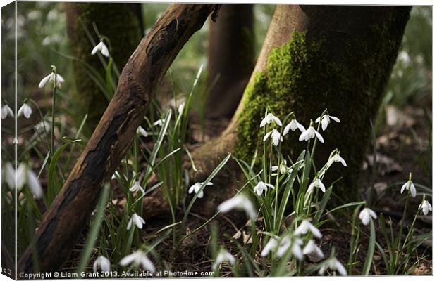 Snowdrops among woodland, Norfolk Canvas Print by Liam Grant