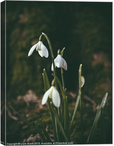 Snowdrops. Norfolk, UK. Canvas Print by Liam Grant