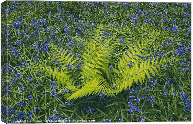 Bluebell and fern, growing wild in woodland. Canvas Print by Liam Grant