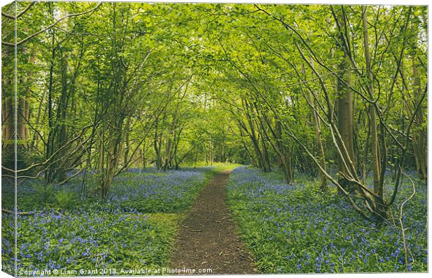 Path through bluebells growing wild in Foxley Wood Canvas Print by Liam Grant