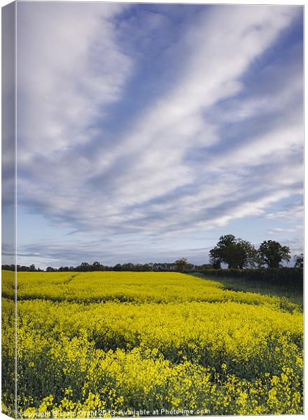 Evening sky over yellow oilseed rape field. Canvas Print by Liam Grant