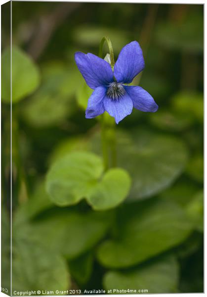 Common Dog-violet growing wild in woodland. Canvas Print by Liam Grant
