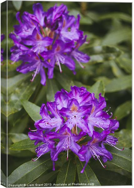 Purple Rhododendron. Canvas Print by Liam Grant