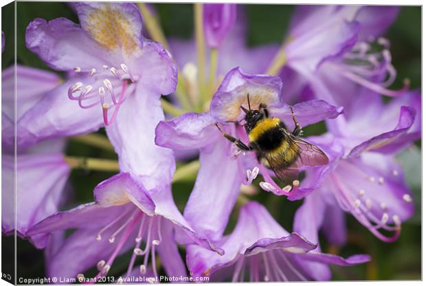 Bumblebee collecting pollen from a Rhododendron fl Canvas Print by Liam Grant