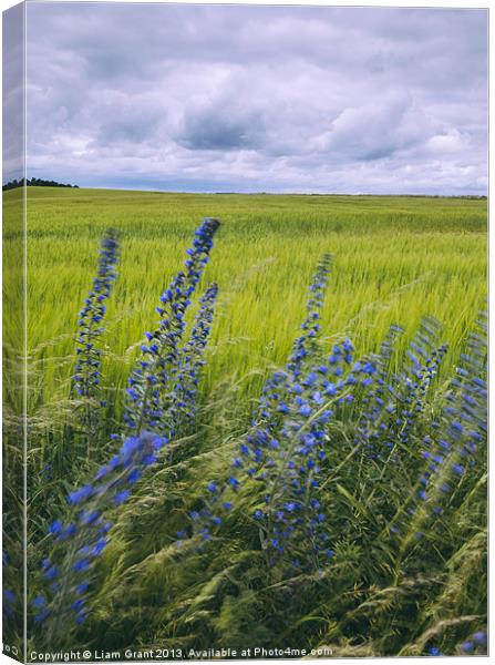 Wind blown Vipers Bugloss Echium vulgare growing w Canvas Print by Liam Grant