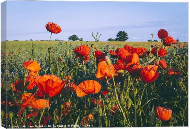Poppies growing wild in a field of rapeseed. Canvas Print by Liam Grant