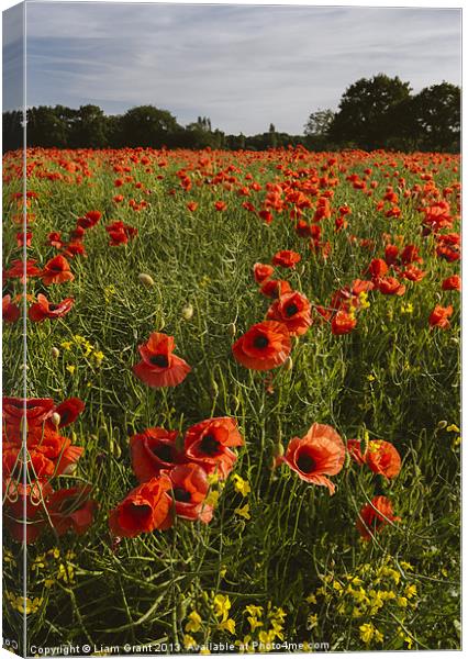 Field of red poppies and rapeseed in evening light Canvas Print by Liam Grant