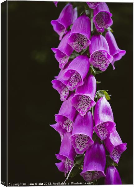 Purple Foxglove (digitalis purpurea) growing wild  Canvas Print by Liam Grant