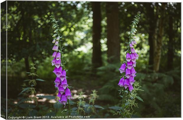 Purple Foxglove (digitalis purpurea) growing wild  Canvas Print by Liam Grant