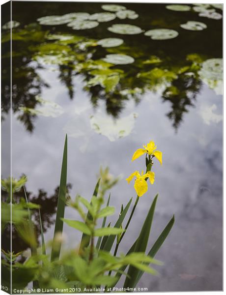 Yellow Iris (Iris pseudacorus) beside a lake. Canvas Print by Liam Grant