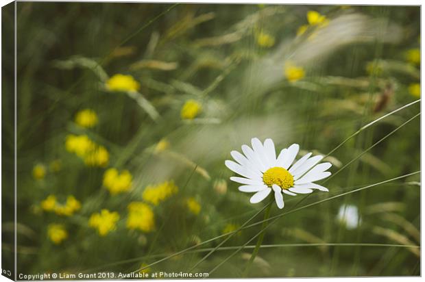 Oxeye Daisy (Leucanthemum vulgare) growing wild. N Canvas Print by Liam Grant