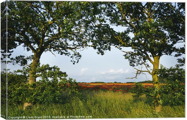 Oak trees and field of poppies. Canvas Print by Liam Grant