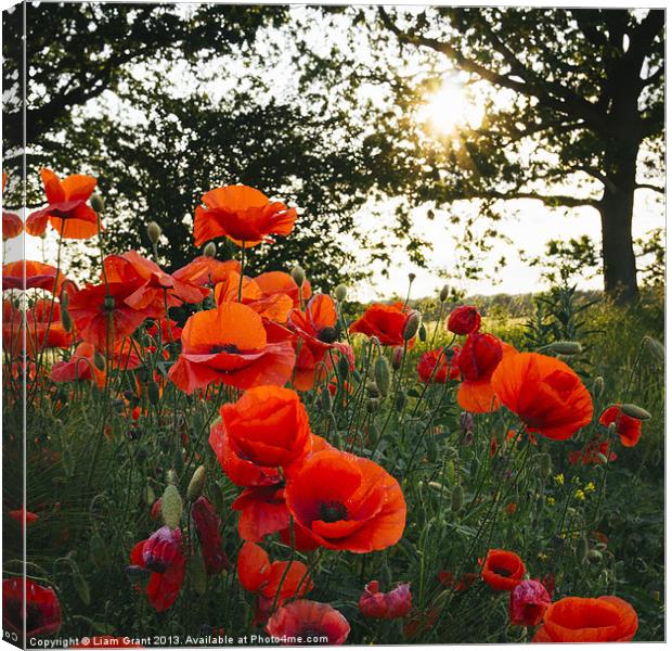 Poppies in evening light. Holme Hale, Norfolk, UK. Canvas Print by Liam Grant