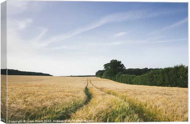 Sunset over barley field and track. West Lexham, N Canvas Print by Liam Grant