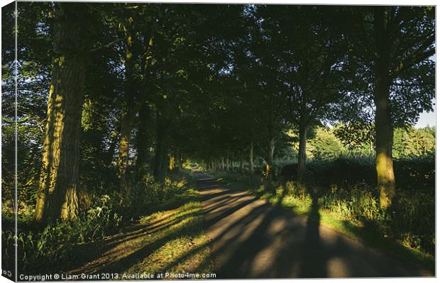 Evening sunlight on a remote treelined country lan Canvas Print by Liam Grant