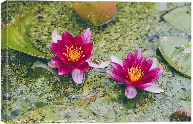 Red Water-lily (Nymphaea James Brydon). Canvas Print by Liam Grant