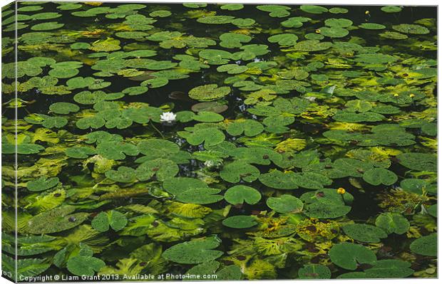 Yellow Water-lily (Nuphar lutea) and White Water-l Canvas Print by Liam Grant
