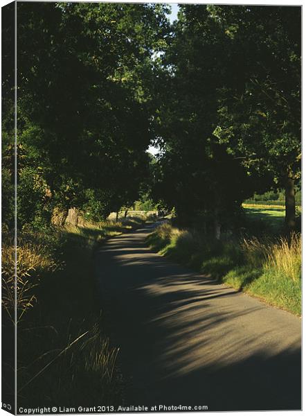 Evening light on a small country road lined with O Canvas Print by Liam Grant